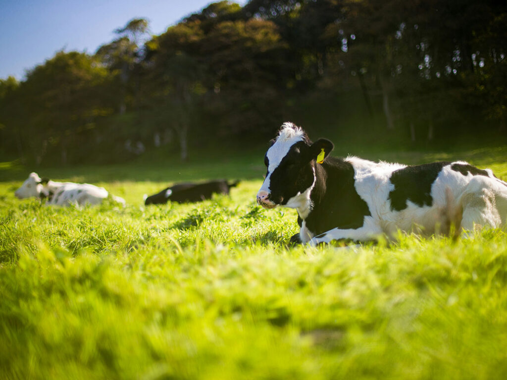 kühe liegen auf der Weide