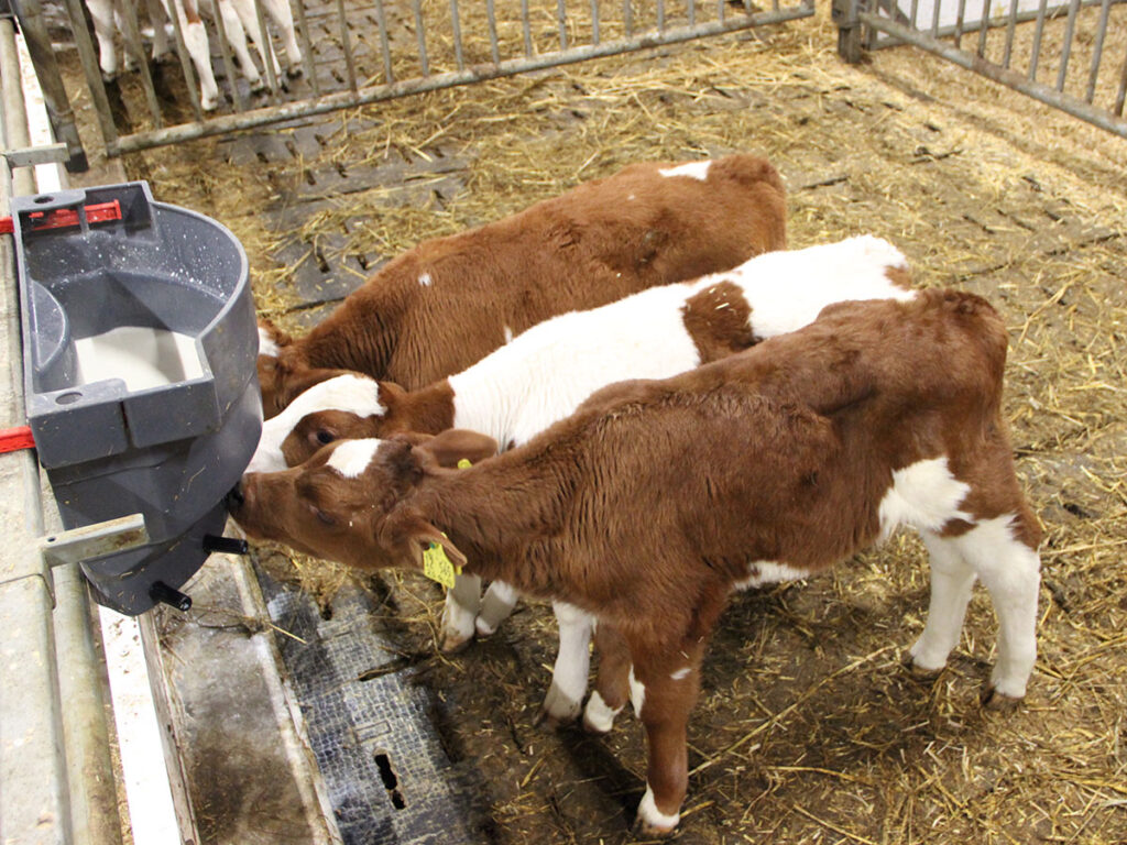 Drei rotbunte Kälber an der Tränke