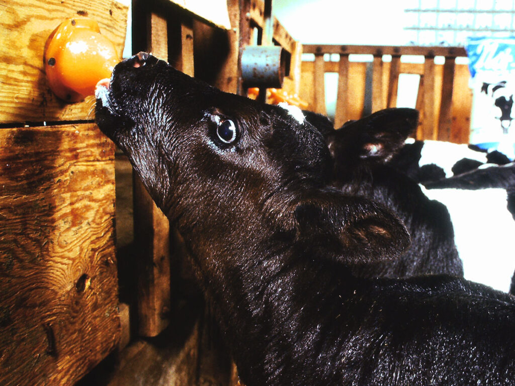 Ein Kalb wird mit Milchaustauschern gefüttert, ca. 1979