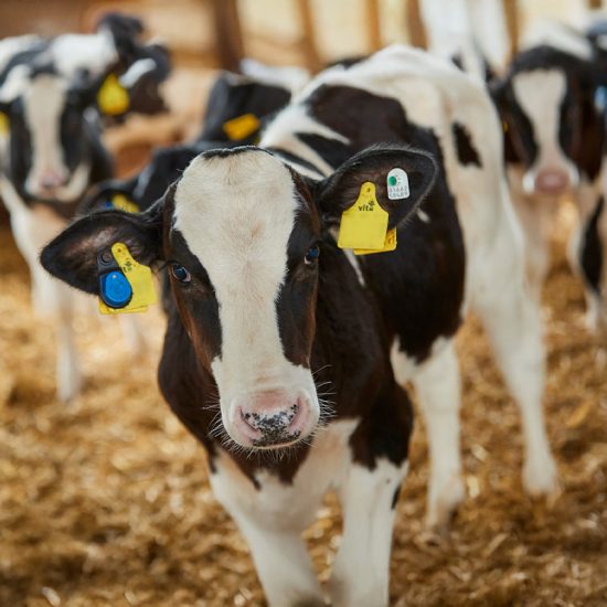 header blid Rind 1 1400x800