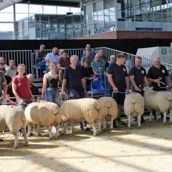 messe_Bockmarkt_1368_456
