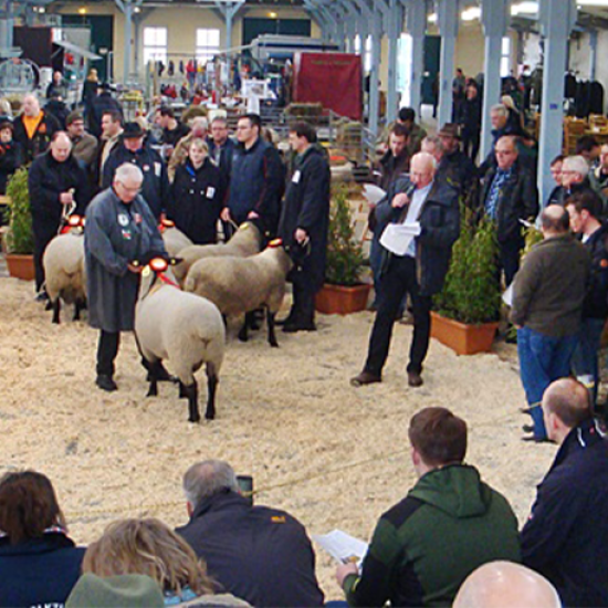 messe_Niedersächsische Schaftage_1368_456_2